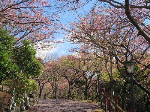 御殿場高原時之栖、河津桜【御殿場市】：ありがた山散策路