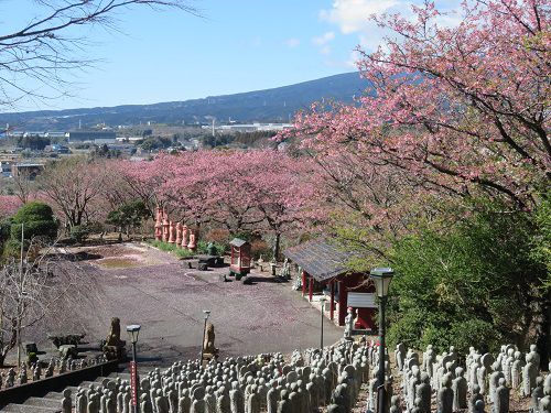 御殿場高原時之栖、河津桜【御殿場市】：見頃終わりの河津桜