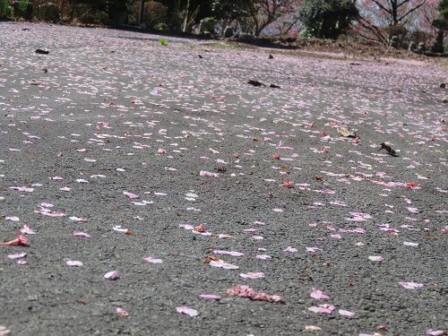 御殿場高原時之栖、河津桜【御殿場市】：見頃下り坂