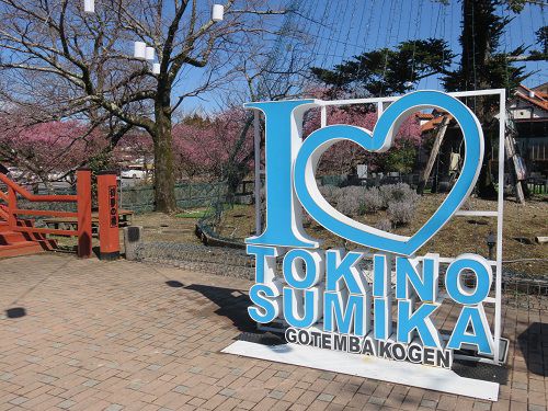 御殿場高原時之栖、河津桜【御殿場市】：TOKINOSUMIKA