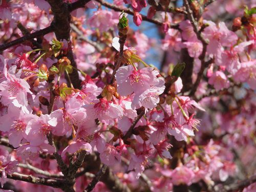 御殿場高原時之栖、河津桜【御殿場市】：河津桜のズームアップ