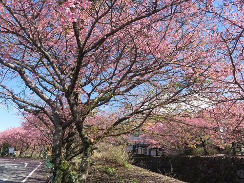 御殿場高原時之栖、河津桜【御殿場市】：駐車場