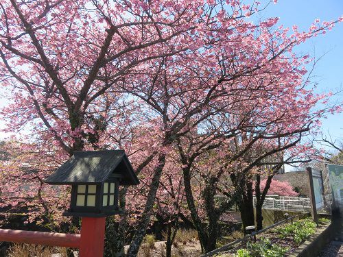 御殿場高原時之栖、河津桜【御殿場市】：天気と河津桜⓶