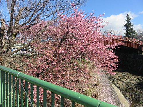 御殿場高原時之栖、河津桜【御殿場市】：天気と河津桜