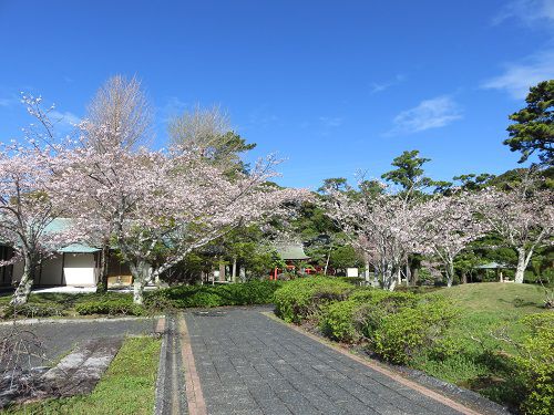 桜ヶ池付近の桜【Part４】