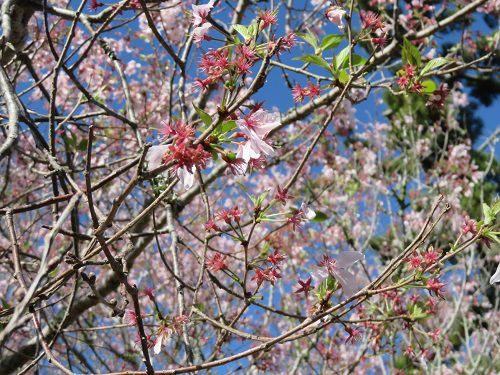 桜ヶ池付近の桜【Part６】
