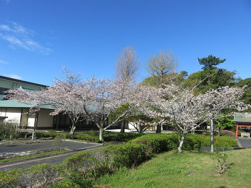 桜ヶ池付近の桜【Part５】