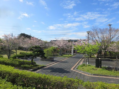 桜ヶ池付近の桜【Part３】