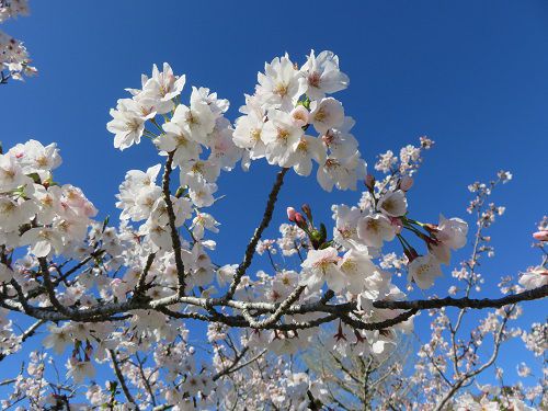 桜ヶ池付近の桜【Part７】