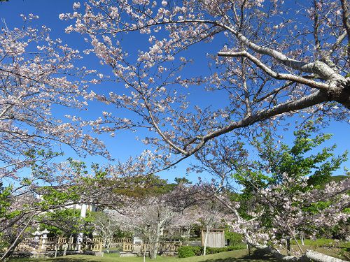 桜ヶ池付近の桜【Part】