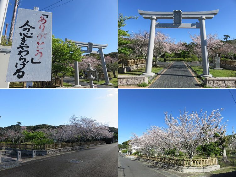 桜ヶ池付近の桜【Part２】