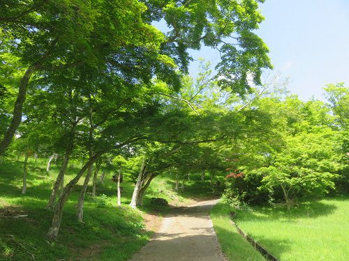 修善寺自然公園、新緑【伊豆市】２