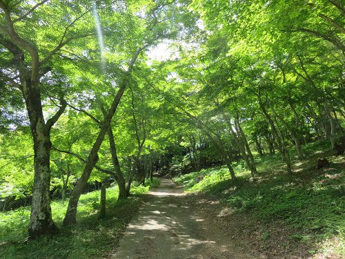 修善寺自然公園、新緑【伊豆市】３
