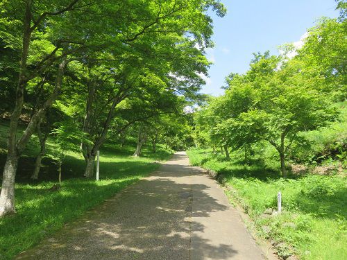 修善寺自然公園、新緑【伊豆市】４