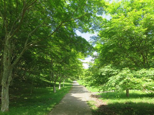 修善寺自然公園、新緑【伊豆市】７