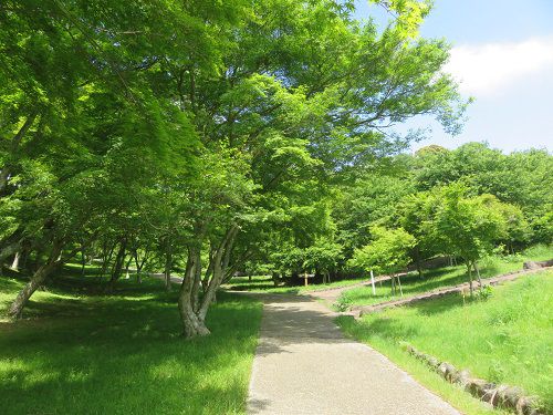 修善寺自然公園、新緑【伊豆市】