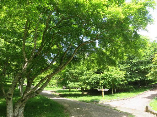 修善寺自然公園、新緑【伊豆市】１０