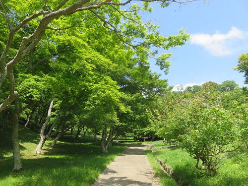 修善寺自然公園、新緑【伊豆市】８