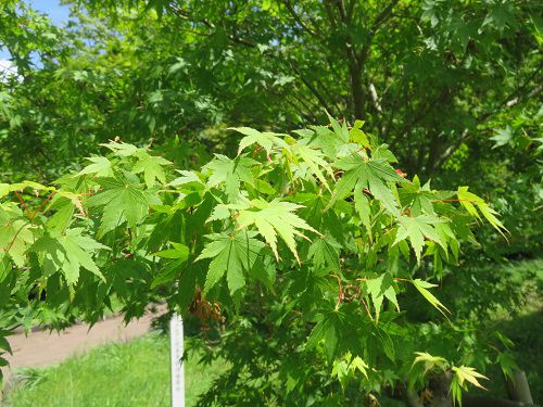 修善寺自然公園、新緑【伊豆市】６