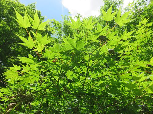 修善寺自然公園、新緑【伊豆市】９