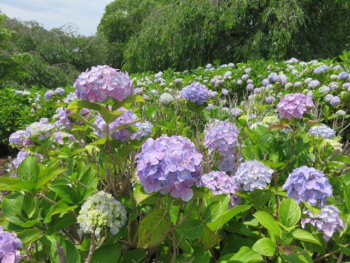 原田公園のアジサイ①
