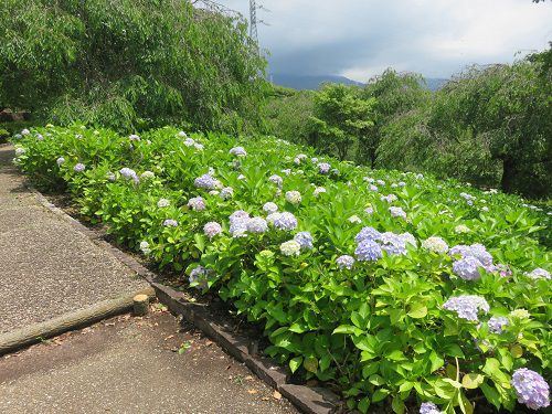 原田公園のアジサイ⓶