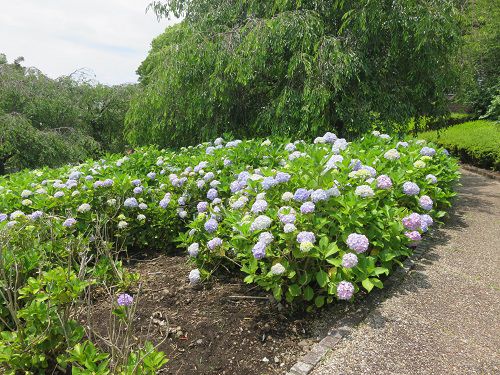 原田公園の紫陽花①