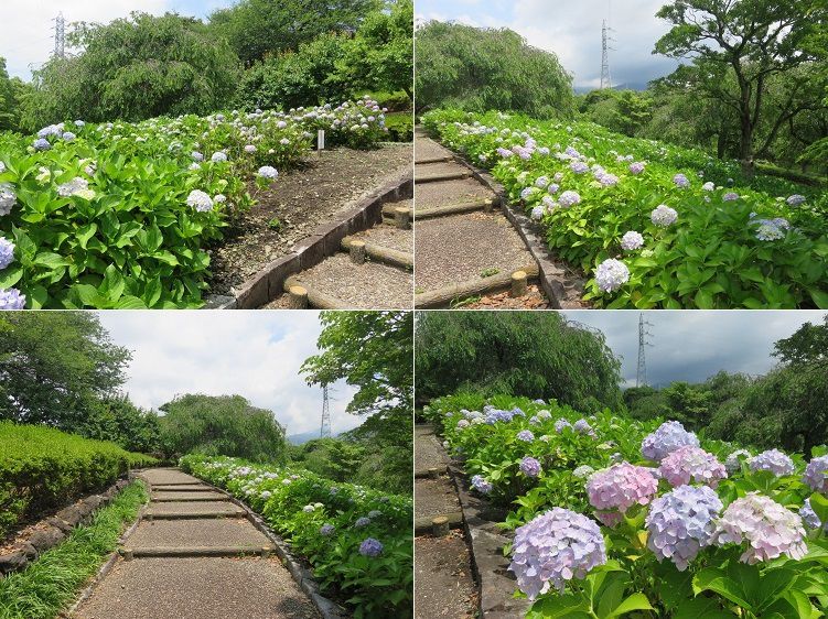 原田公園の紫陽花②