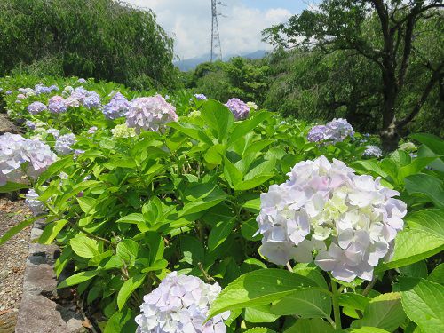 原田公園の紫陽花（Part３）
