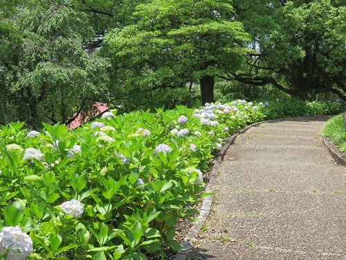 原田公園の紫陽花（Part1）