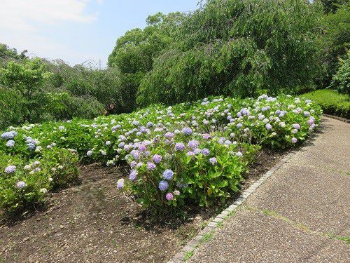 原田公園の紫陽花③