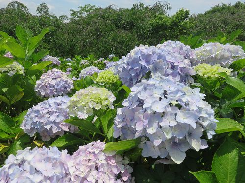 原田公園の紫陽花（Part２）