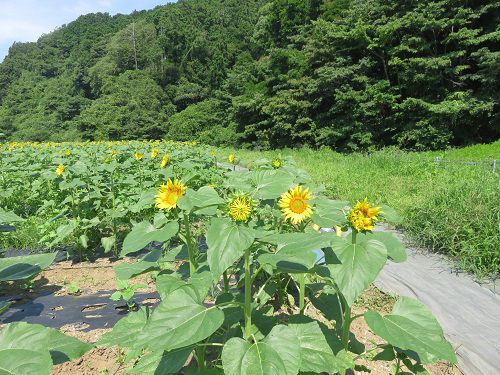 アグリチャレンジパーク蒲原、ひまわり畑③