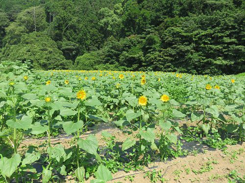 アグリチャレンジパーク蒲原、ひまわり畑⑤