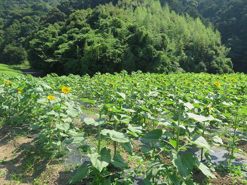 アグリチャレンジパーク蒲原、ひまわり畑④