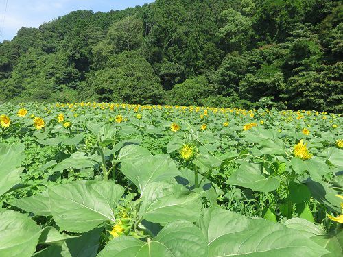 アグリチャレンジパーク蒲原、ひまわり畑⑩