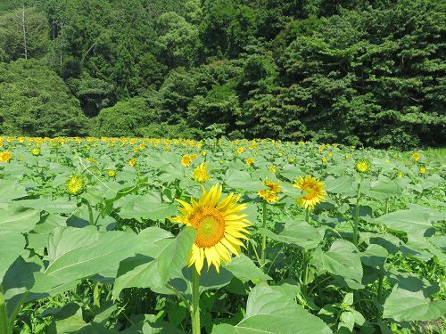 アグリチャレンジパーク蒲原、ひまわり畑⑨