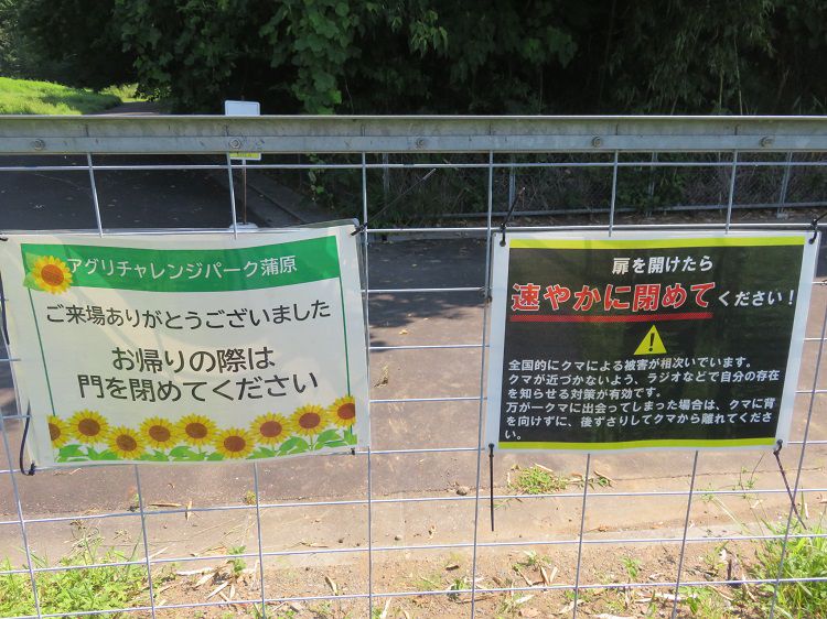 アグリチャレンジパーク蒲原、ひまわり畑⑫