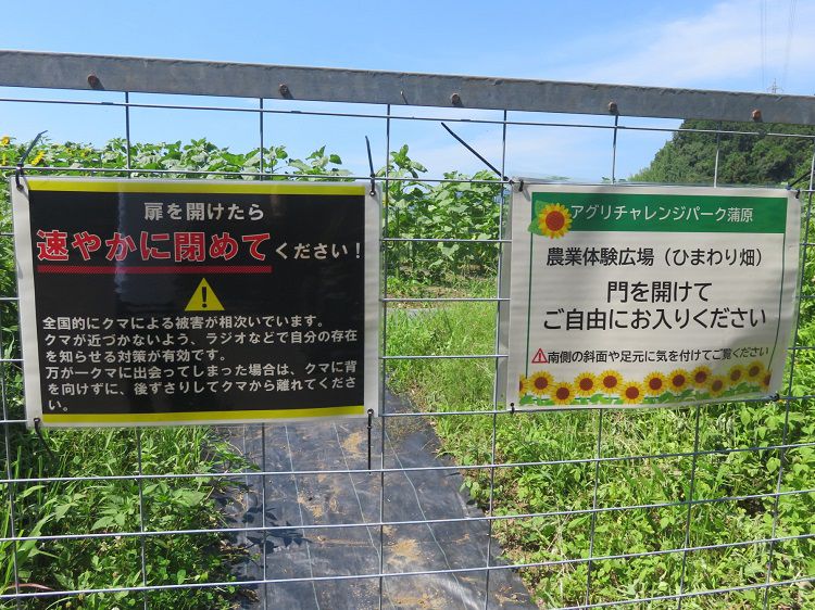 アグリチャレンジパーク蒲原、ひまわり畑①