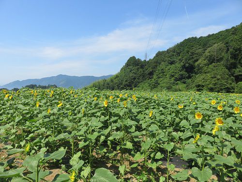 アグリチャレンジパーク蒲原、ひまわり畑⑦