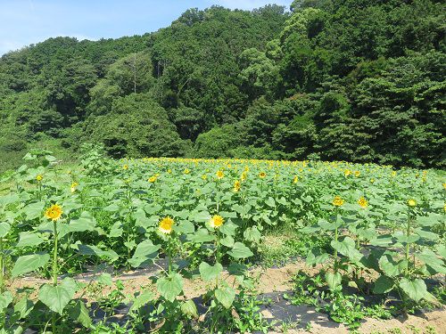 アグリチャレンジパーク蒲原、ひまわり畑⑧