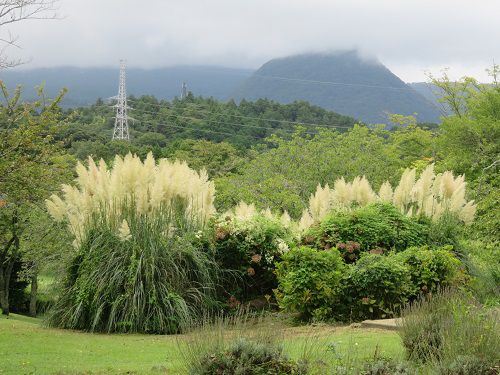 大室山周辺（さくらの里）、パンパスグラス【伊東市】⑧