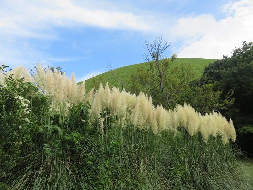 大室山周辺（さくらの里）、パンパスグラス【伊東市】⑥