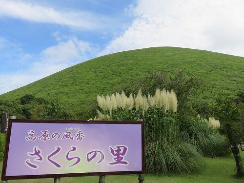 大室山周辺（さくらの里）、パンパスグラス【伊東市】⓶