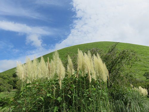 大室山周辺（さくらの里）、パンパスグラス【伊東市】