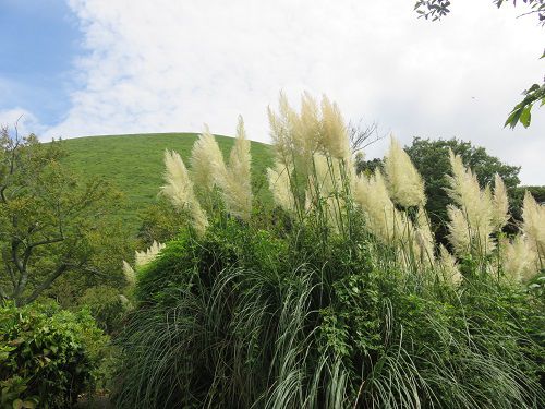 大室山周辺（さくらの里）、パンパスグラス【伊東市】④