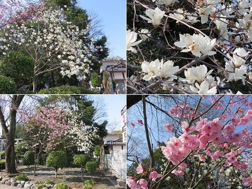 富士山本宮浅間大社西側の桜