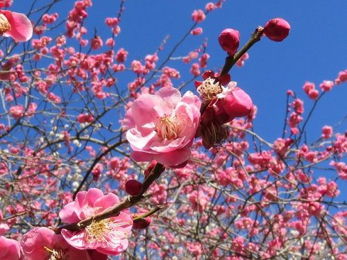 小室山公園、梅の花【伊東市】：見頃時期の梅の花（紅梅）