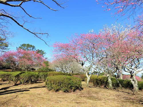 小室山公園、梅の花【伊東市】：見頃時期の梅の花（紅梅の全体景色）