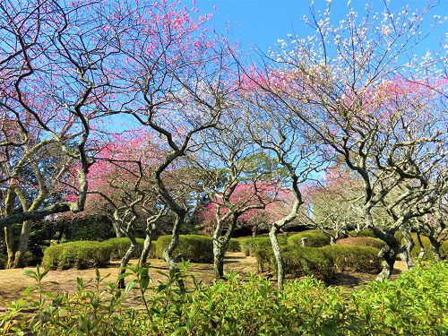 小室山公園、梅の花【伊東市】：紅梅
